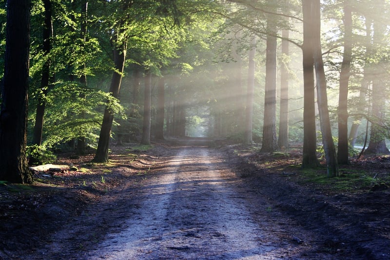 Forest Walk